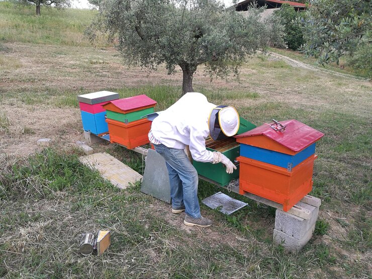 Foto vista trasera de un apicultor macho revisando las colmenas en un campo de hierba