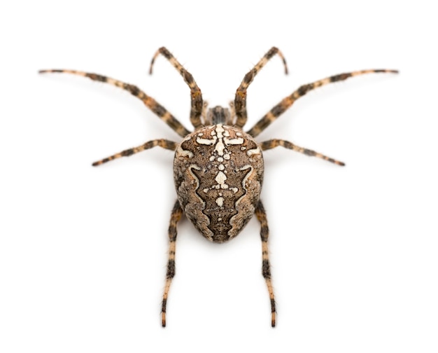 Vista trasera de una araña de jardín europea, Araneus diadematus, contra el fondo blanco.