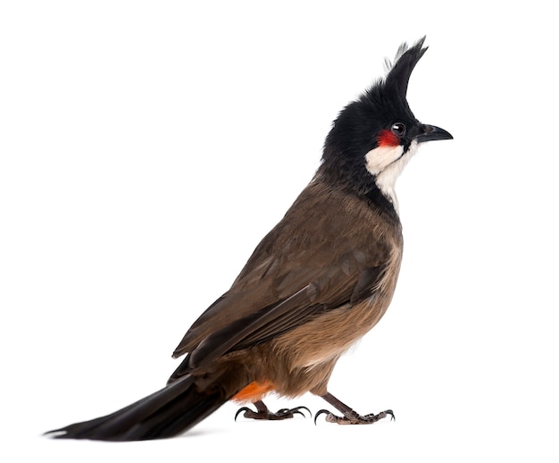 Vista trasera de un Bulbul de bigotes rojos - Pycnonotus jocosus - aislado en blanco