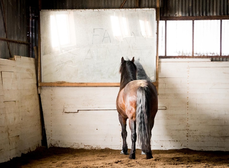 Foto vista trasera del caballo de pie en el corral