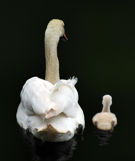 Foto vista trasera de un cisne nadando con una ballena en el lago