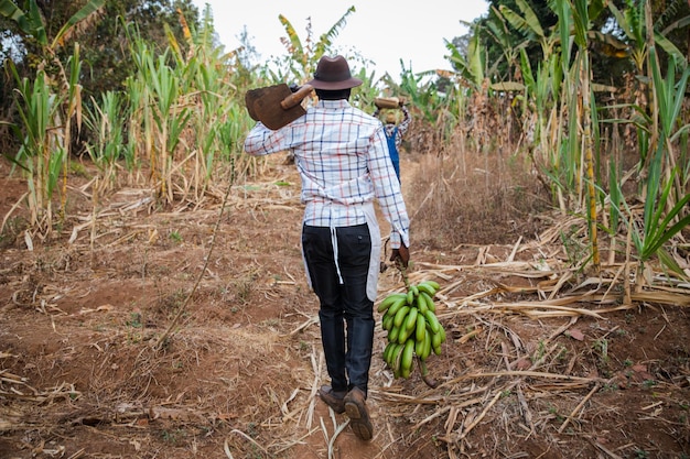 Vista trasera de dos granjeros africanos en los campos sosteniendo la cosecha y con azadas sobre sus hombros