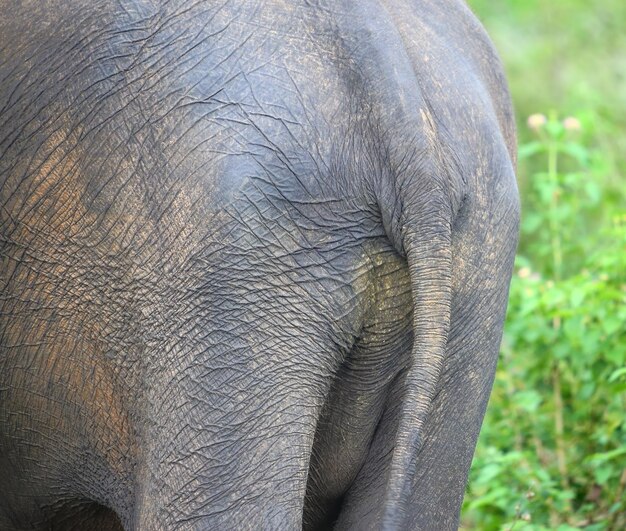 vista trasera, de, elefante