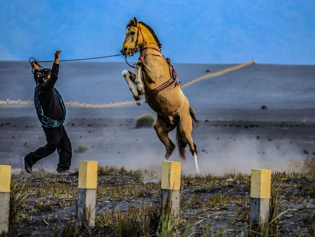 Foto vista trasera de un hombre con un caballo de pie en la playa