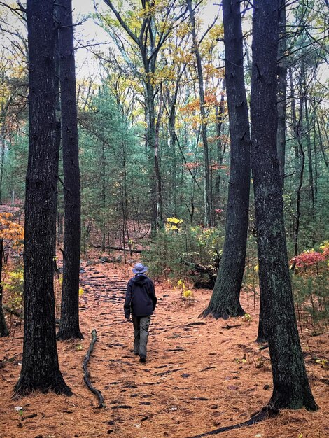 Foto vista trasera de un hombre caminando entre árboles en el bosque