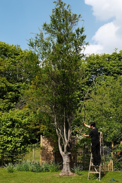 Foto vista trasera de un hombre de pie en una escalera por los árboles en el parque