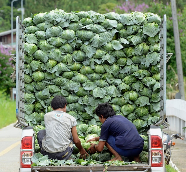 Foto vista trasera de hombres con repollo en un vehículo para la venta