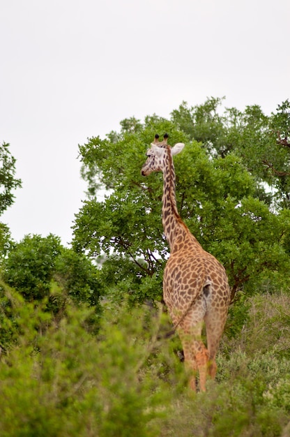 Foto vista trasera de una jirafa en un campo de hierba por los árboles