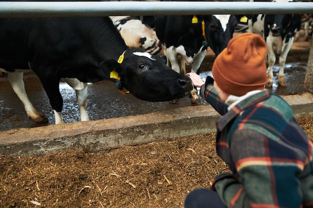 Vista trasera de una joven trabajadora de cowfarm estirando el brazo a una de las vacas