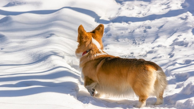 Vista trasera de un lindo corgi en un sendero en un soleado bosque nevado