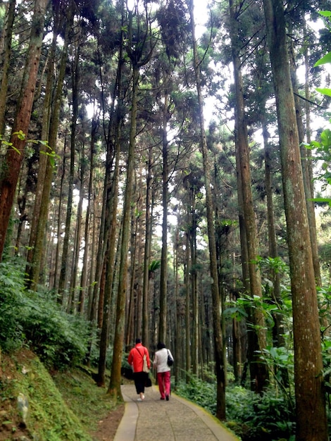 Foto vista trasera de longitud completa de una pareja caminando por una pasarela en el bosque