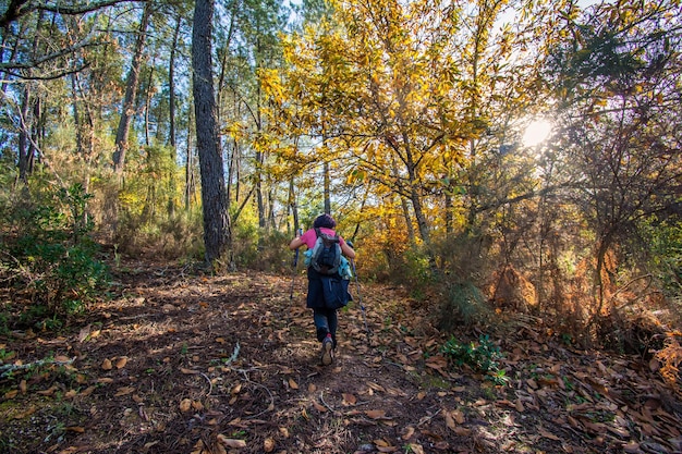 Vista Trasera De La Mujer Caminando En El Bosque Al Atardecer. Mujer Activa Haciendo Una Ruta Por Un Sendero.