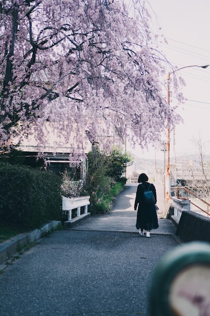 Vista trasera de una mujer en flor de cerezo