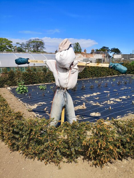 Foto vista trasera de una mujer de pie junto a las plantas contra el cielo