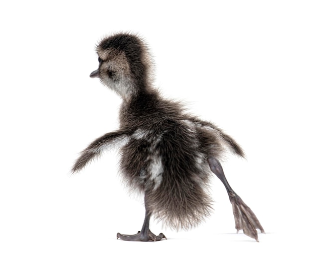 Vista trasera de un patito verde azulado de unos días de edad que se va aislado en blanco