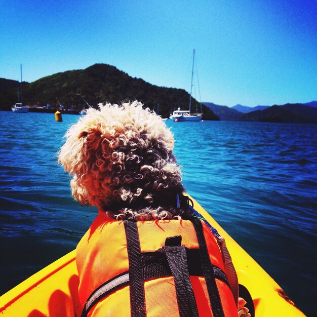 Foto vista trasera de un perro navegando en un barco contra un cielo azul claro