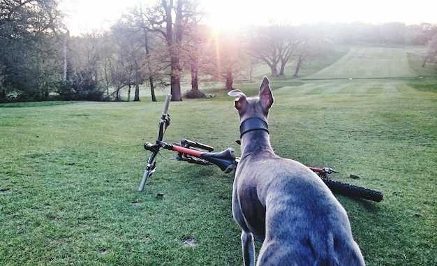 Foto vista trasera de un perro en un prado