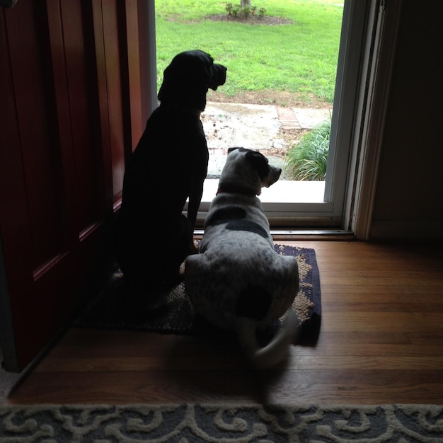 Foto vista trasera de perros mirando a través de una puerta de vidrio en casa