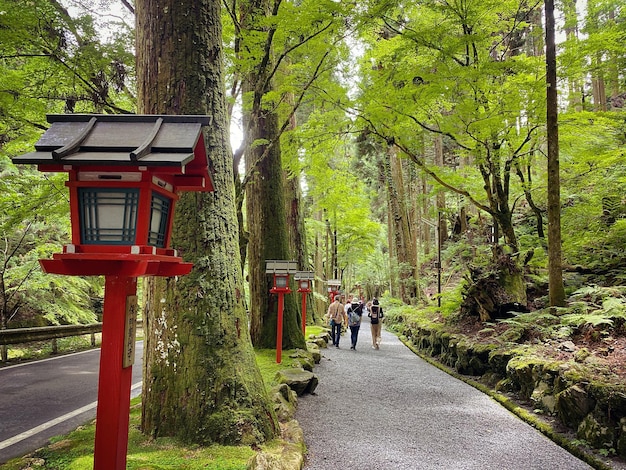 Foto vista trasera de personas caminando por el sendero entre los árboles de la ciudad