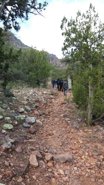 Foto vista trasera de personas caminando por el sendero en medio de árboles contra el cielo