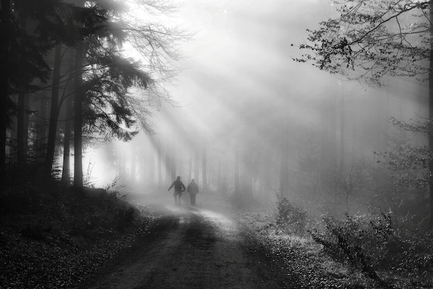 Vista trasera de la silueta de personas caminando por la carretera en el bosque durante el tiempo de niebla