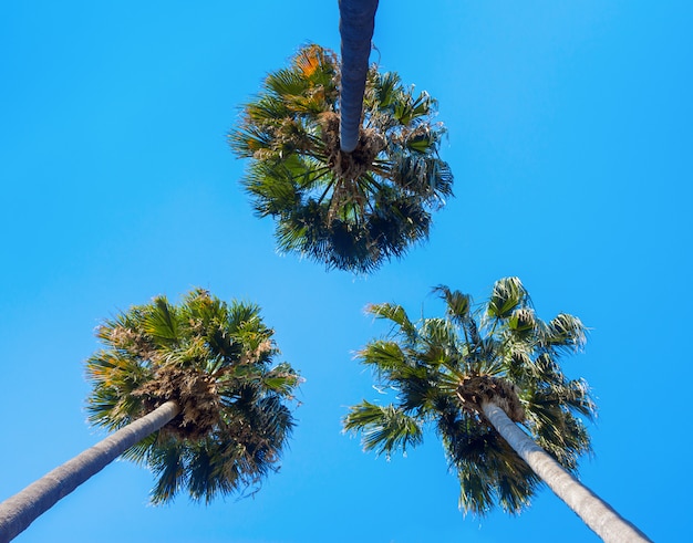 Foto vista de tres palmas desde abajo sobre un fondo de cielo