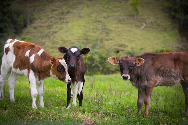 vista de tres vacas en el pasto