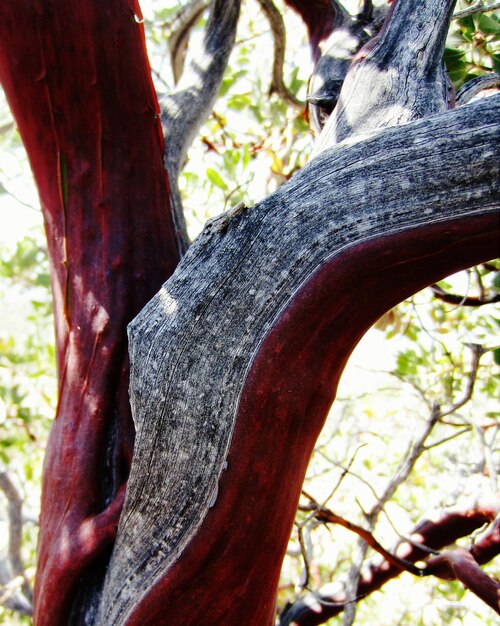 Foto vista del tronco del árbol