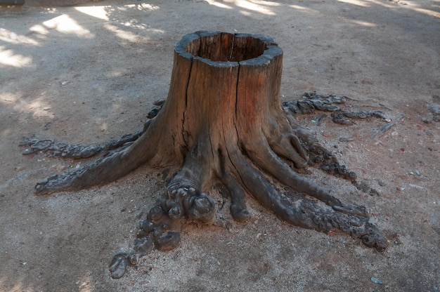 Vista del tronco cortado de un árbol con sus raíces