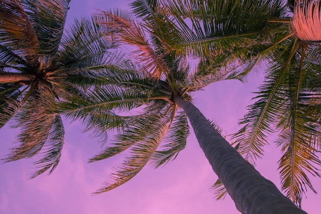 Vista tropical de fondo tonificado desde abajo sobre palmeras. Para el diseño de viajes. fondo rosa,