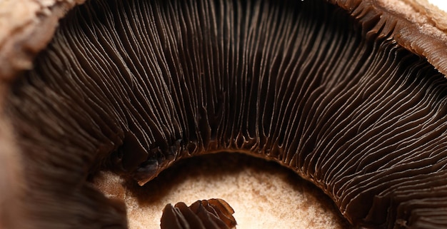 Una vista única de las branquias de los hongos que ilustran los intrincados diseños de la naturaleza que se encuentran en un bosque