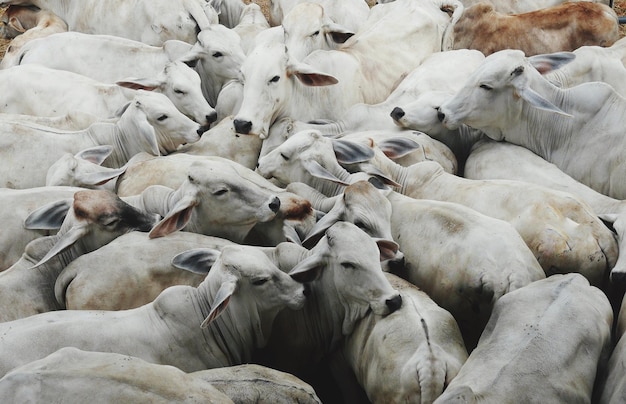 Vista de las vacas en ángulo alto