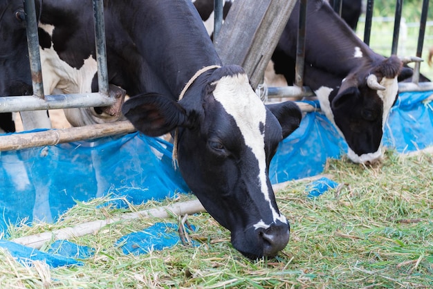 Foto vista de las vacas en el campo