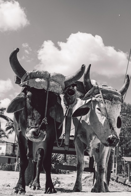 Vista de las vacas