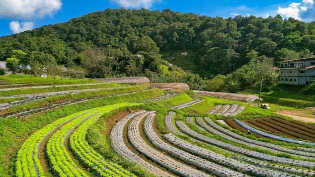 Vista de varios cultivos de hortalizas orgánicas en la colina en el norte de Tailandia