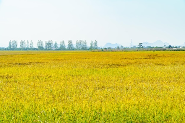 Vista de los vastos campos de arroz dorado con montañas al fondo