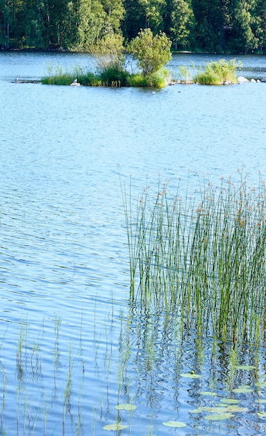 Vista de verano del lago con bosque en el borde.