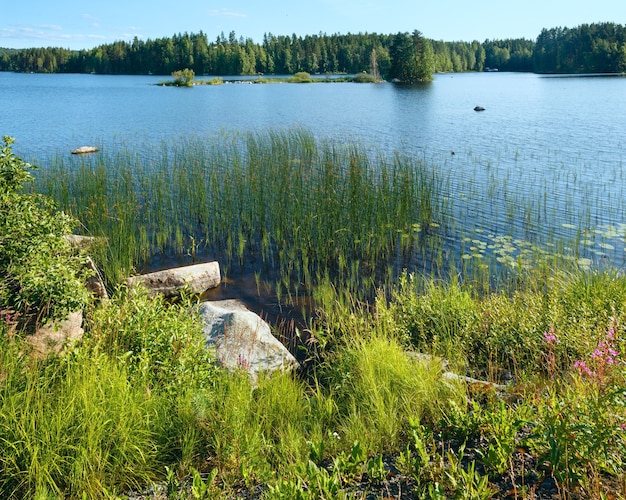 Vista de verano del lago con bosque en el borde.