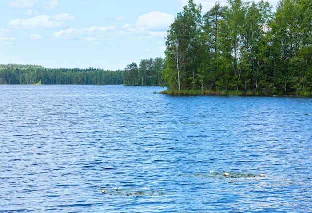 Vista de verano del lago Rutajarvi con bosque en el borde y nenúfar en la superficie (Urjala, Finlandia).