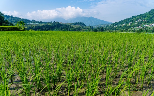 vista verde de las tierras agrícolas en Katmandú, Nepal.