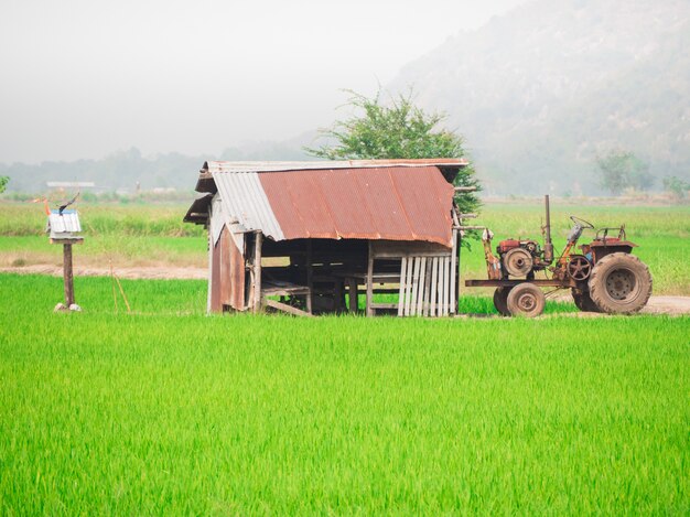 Vista de verdes campos de arroz y shack