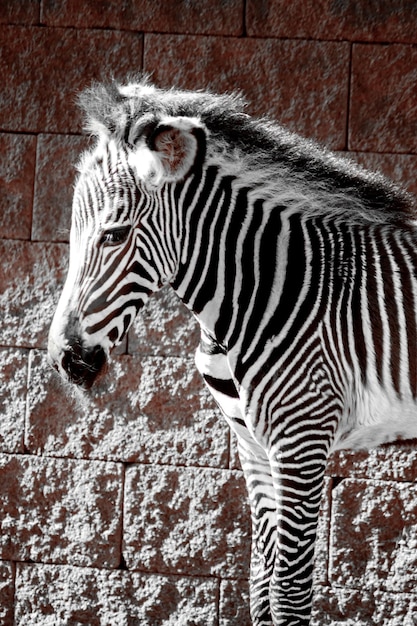 Foto vista vertical de uma zebra jovem dentro do parque natural de cabarceno, na espanha