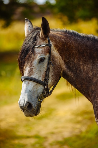 Vista vertical de un hocico de caballo marrón con melena sobre fondo de pradera verde en el día de verano Concepto de animales de primer plano