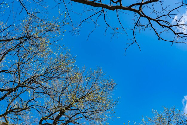 Foto una vista vibrante de las ramas de los árboles con hojas en ciernes que se extienden contra un cielo azul claro el fresco