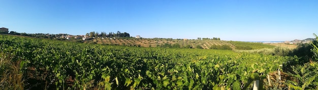 Foto vista del viñedo contra un cielo azul despejado