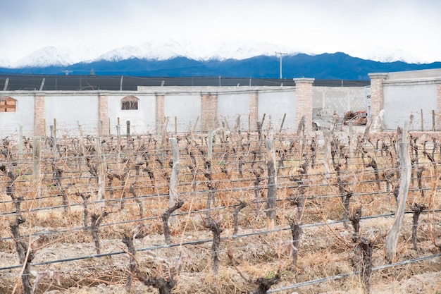 vista de un viñedo con fondo de montaña en la provincia de mendoza en invierno