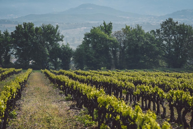 Vista del viñedo