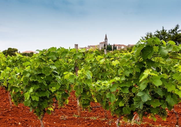 Vista de viñedos en el campo de Istria