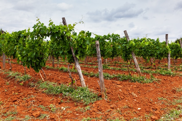 Vista de viñedos en el campo de Istria