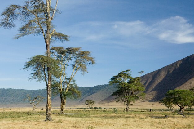 Vista de la vista del cráter del Ngorongoro, Tanzania